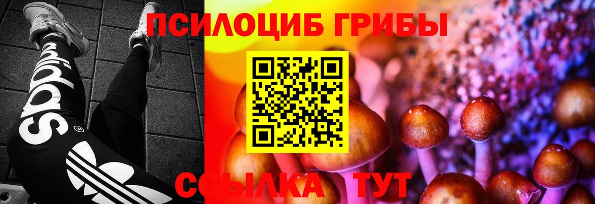 Галлюциногенные грибы Psilocybine cubensis Курчатов